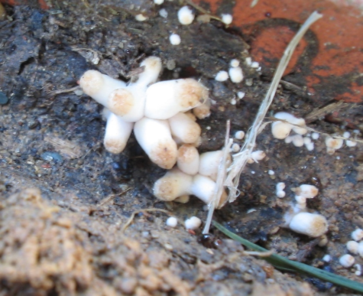 Ritrovamento in giardino